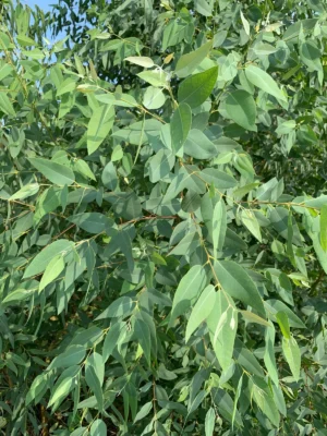 Eucalyptus Fresh Leaves