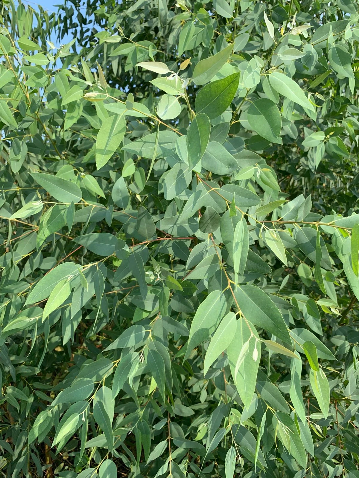 Eucalyptus Fresh Leaves