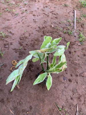 Euphorbia Tithymaloides Dwarf Variegated Plant - Devil's Backbone - Pedilanthus Ornamental Plant