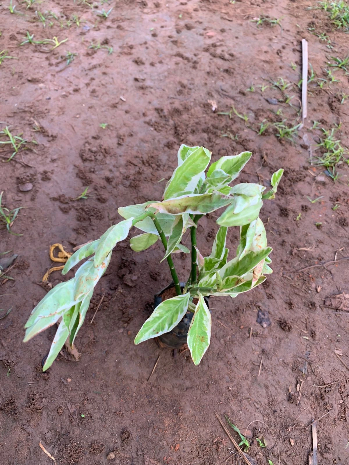Euphorbia Tithymaloides Dwarf Variegated Plant - Devil's Backbone - Pedilanthus Ornamental Plant