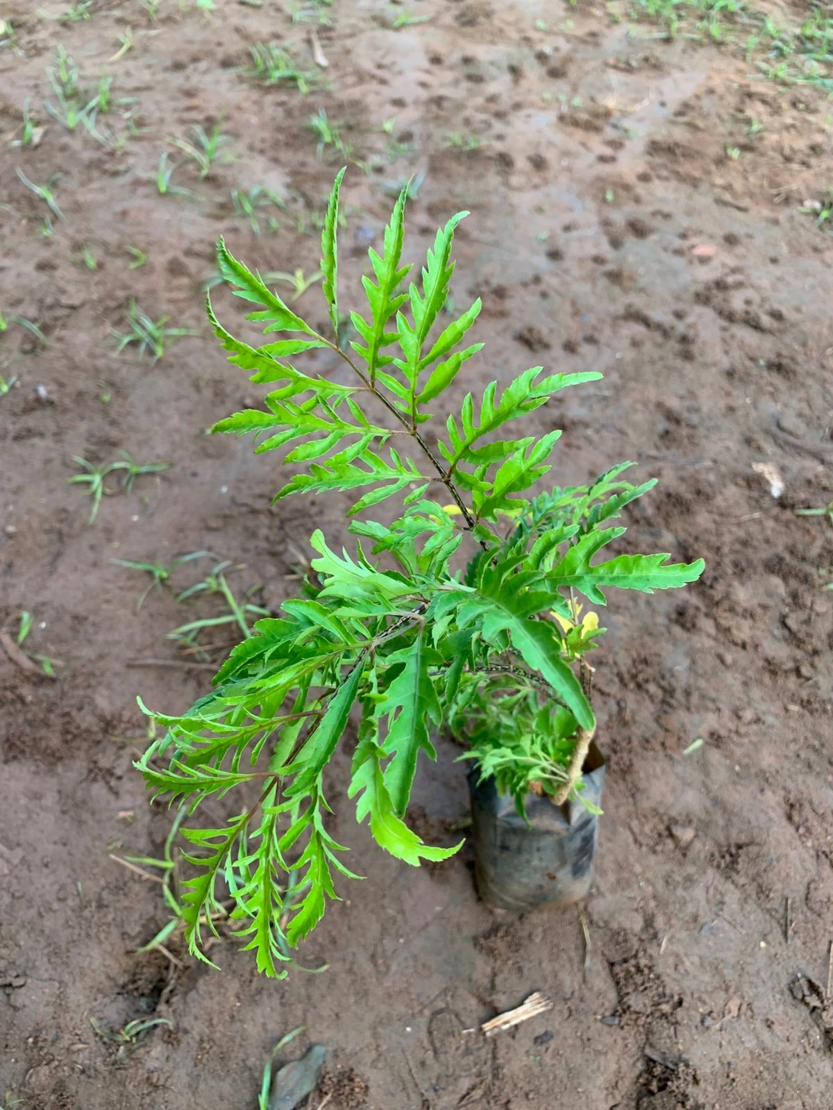 Fern Leaf Aralia - Ming Aralia - Polyscias Fruticosa