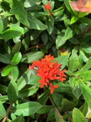 Ixora Coccinea Hybrid Plant