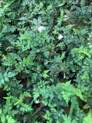 Jathi Malli Live Plant