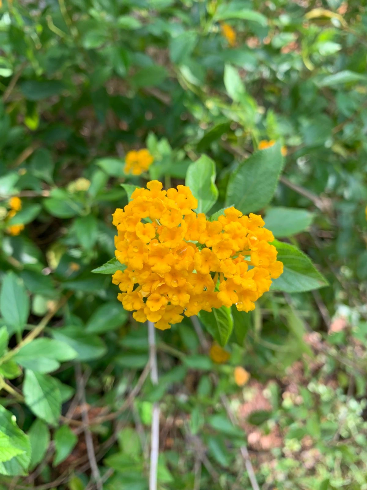 Lantana Yellow