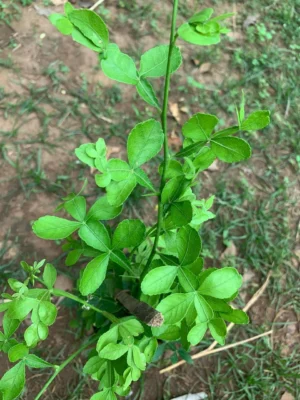 Maha Vilvam Live Plant