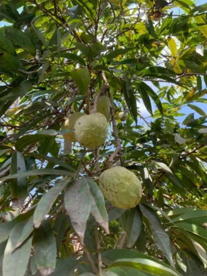 Ram Seetha Live Plant