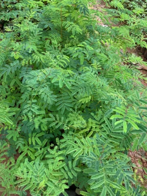 Sengali Tree Sapling