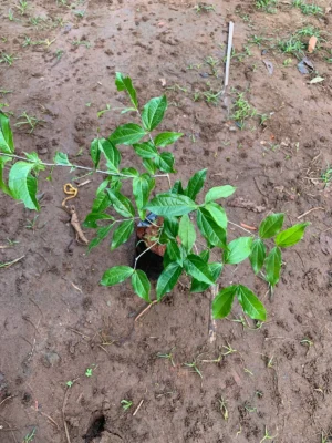 Thetrankottai Live Plant