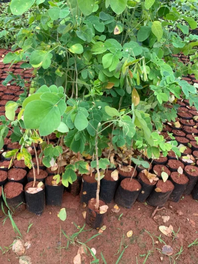 Thungu Vagai Live Plant - Samanea Saman - Rain Tree - தூங்கு வாகை மரம் ...