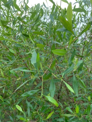Virali Fresh Leaves