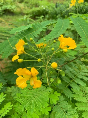 Yellow Gulmohar