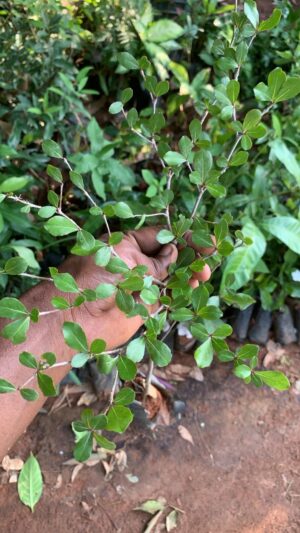 Terminalia Mantaly Live Plant - Terminalia - டெர்மினாலியா