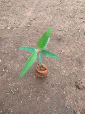 Eucalyptus Live Plants