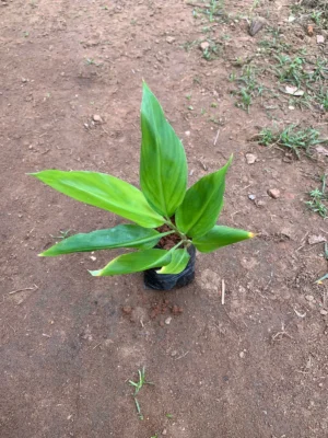 Mango Ginger Live Plant