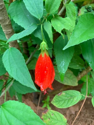 Sleeping Chilli Hibiscus