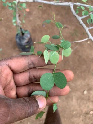 Bauhinia Racemosa Tree