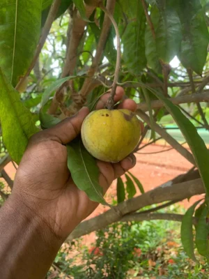 Egg Fruit Live Plant