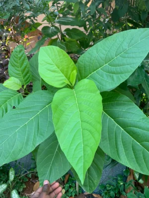 Nachukottai Keerai Live Plant