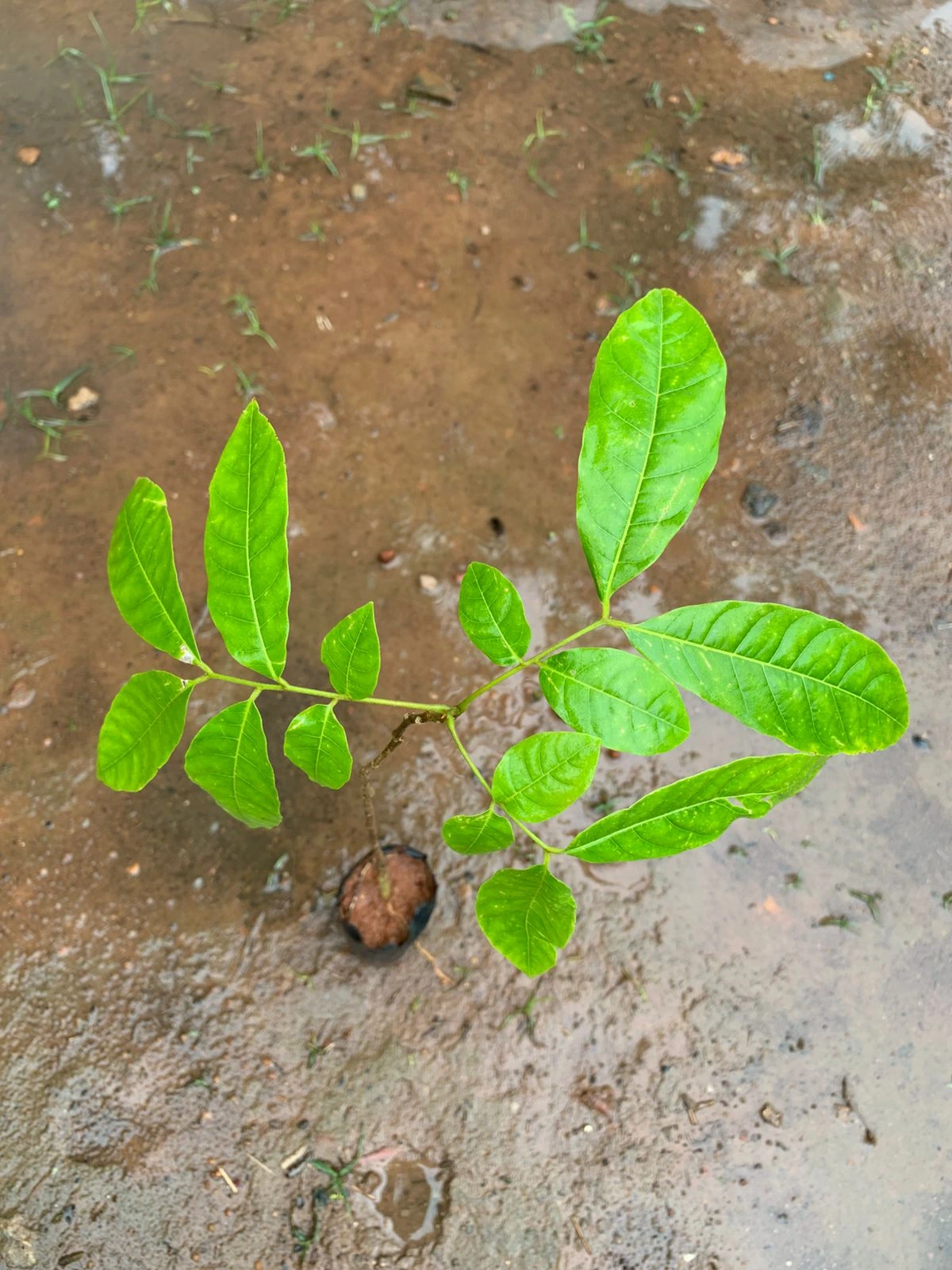 Soapnut Live Plant