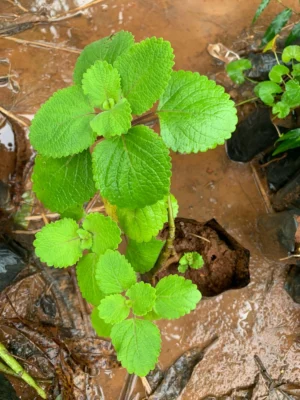 Vilamichai Ver Live Plant