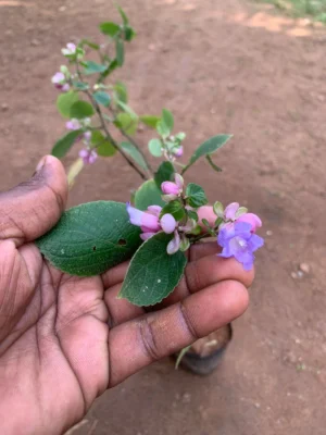 Hop Coneflower Live Plant