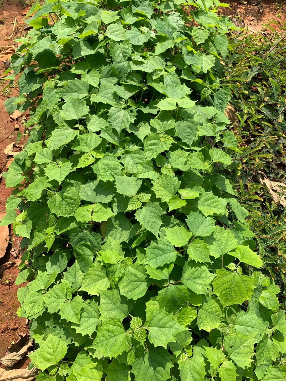 Kumil Teak Wood Sapling