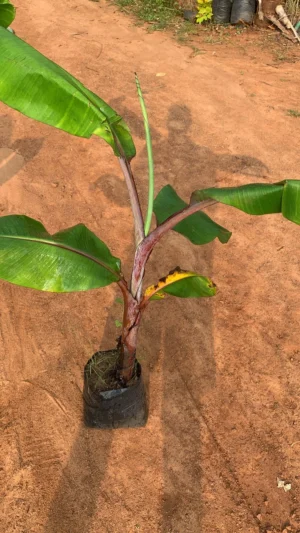 Red Banana Sapling