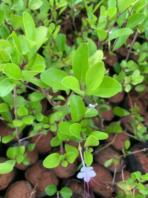 Seaside Clerodendron(Green)