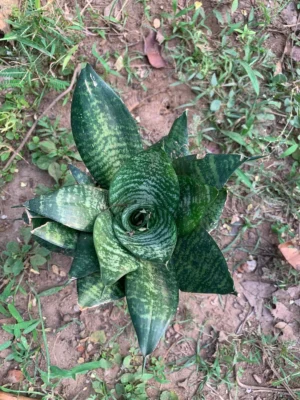 Snake Plant Dwarf