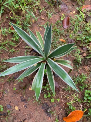 Variegated Caribbean Agave