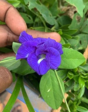 Aparajita Double Layer Live Plant