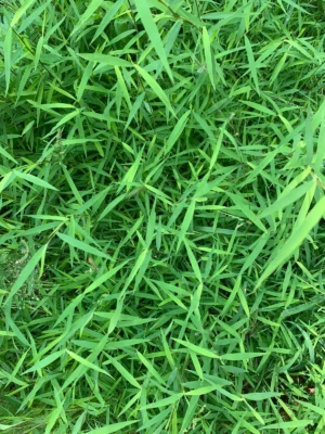 Bamboo Grass Live Plant