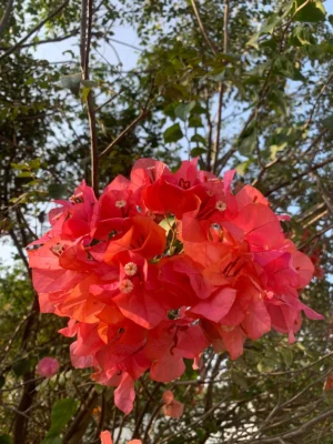 Bougainvilliea Live Plant(Tomato Red)