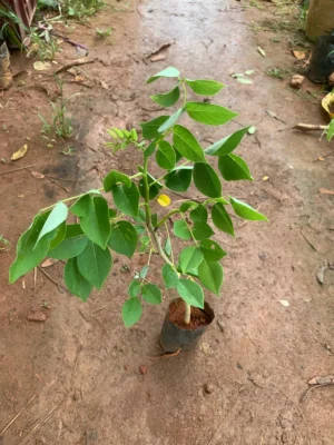 Gliricidia Live Plant