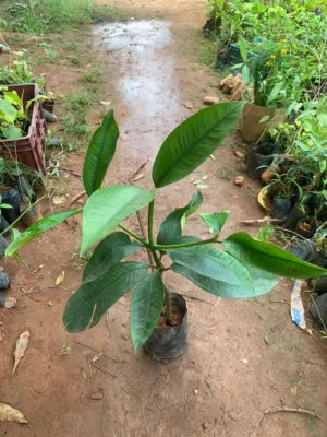 Mangosteen Live Plant