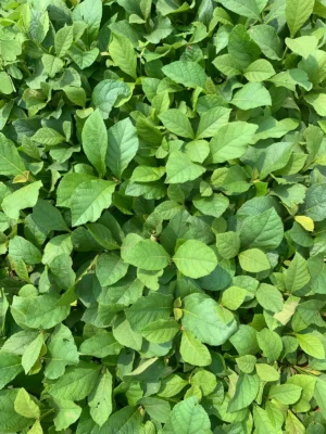 Nilambur Teak Live Plant