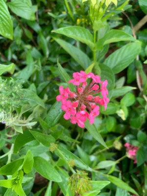 Panama Rose Live Plant