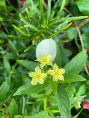 Pseudomussaenda Live Plant