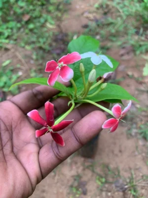 Rangoon Creeper Hybrid Live Plant