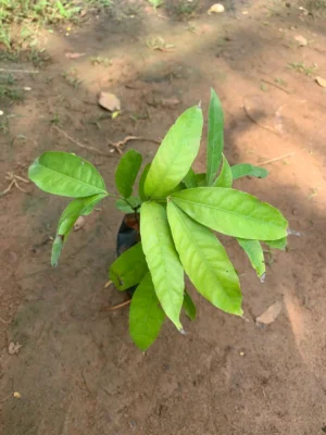 Sita Ashoka Live Plant