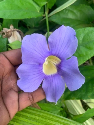 Thunbergia Laurifolia Live Plant