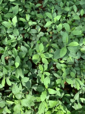 Aegle marmelos Live Plant