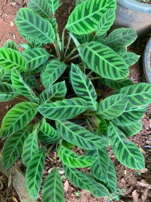 Calathea Zebrina Live Plant