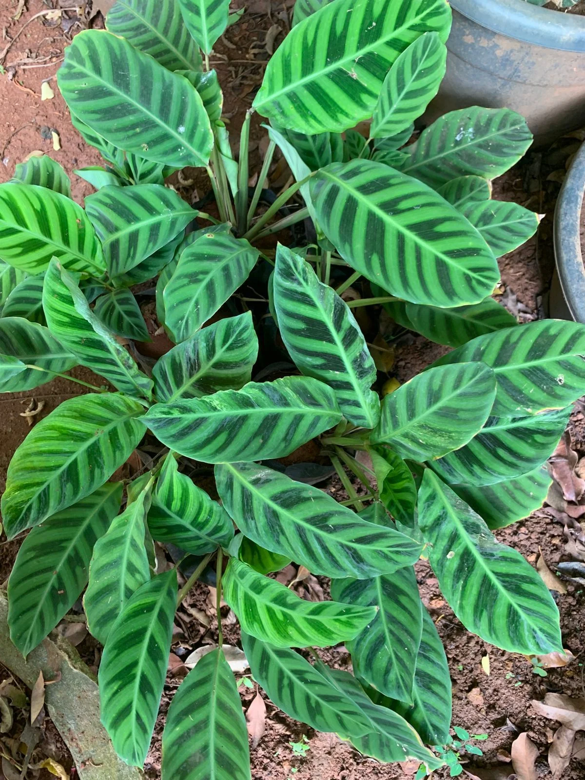 Calathea Zebrina Live Plant