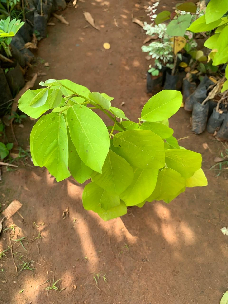 Dendrolobium Umbellatum Live Plant