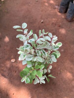 Hawaiian Snow Bush Live Plant