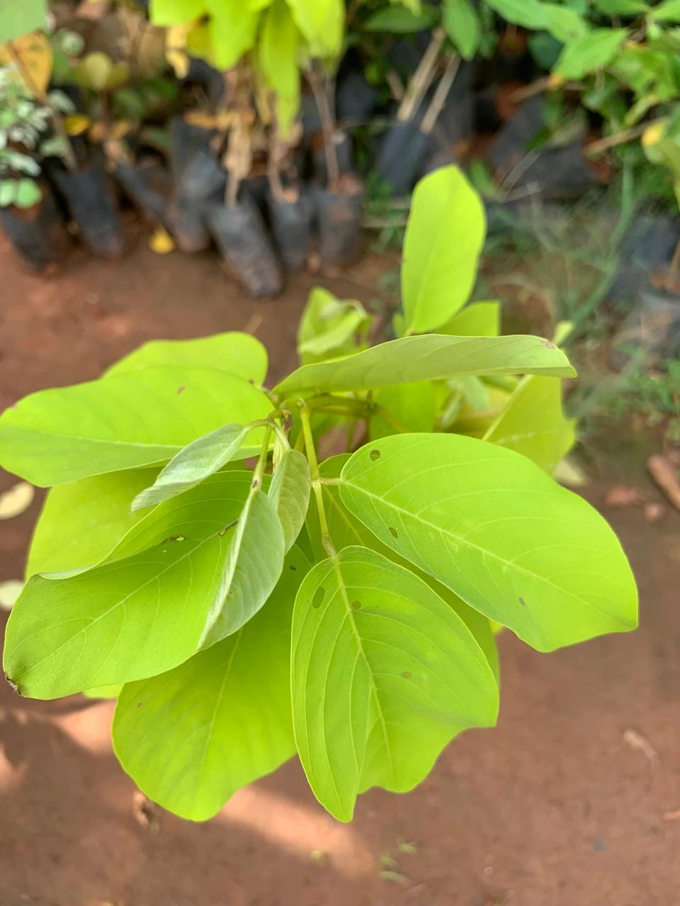 Horse Bush Live Plant