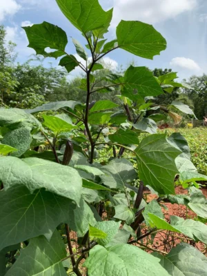 Karu Oomathai Live Plant