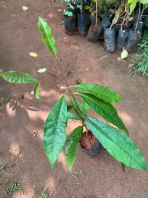 Laila Majnu Live Plant