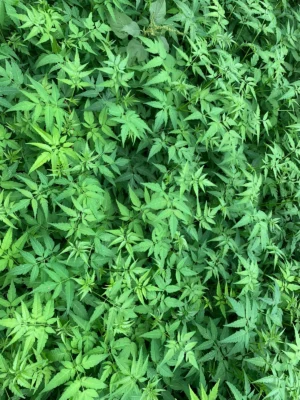 Malai Vembu Live Plant